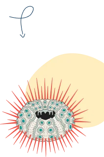 alt image